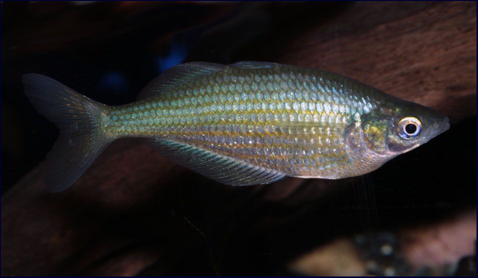 Glossolepis Dorityi 